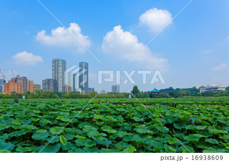 上野の蓮池のハスの花に青空 16938609