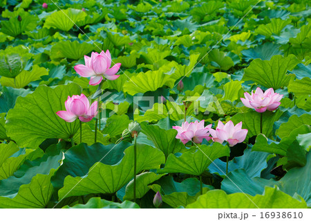 上野の蓮池のハスの花に葉の緑 16938610