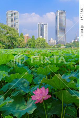 上野の蓮池のハスの花に青空 16938611
