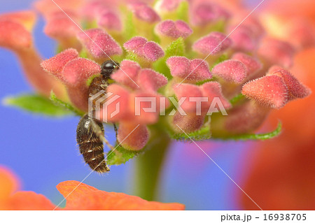 ランタナつぼみ　と　ムネアカオオアリ 16938705