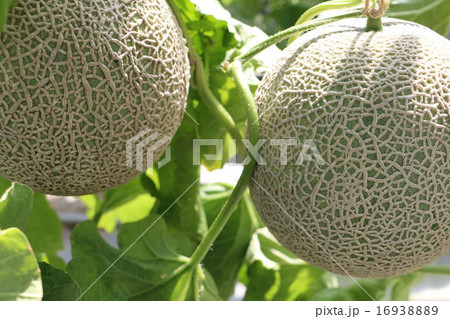 メロン狩り メロン狩り 16938889