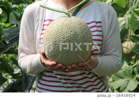 メロン狩り メロン狩り 16938924