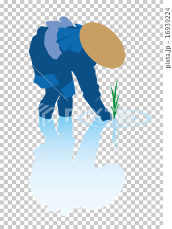 水稻種植 16939224