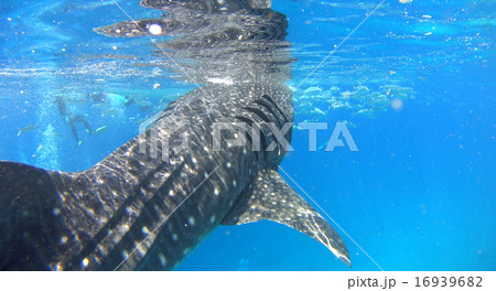 フィリピン　ジンベイザメ　サメ 16939682