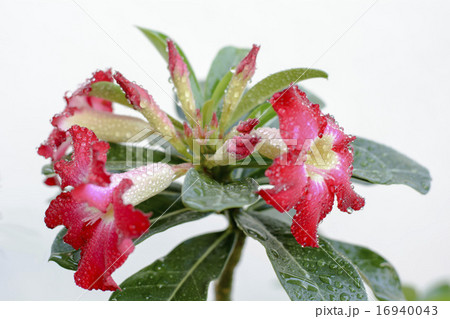 Desert Rose is a bright-colored flowers Desert Rose is a bright-colored flowers 16940043