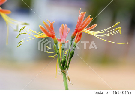 Close up of beautiful flower of eucrosia bicolor 16940155