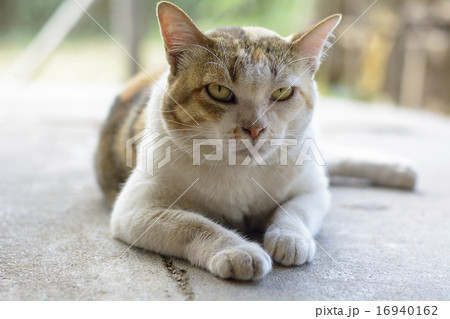 Cats are cute animals.This image is a picture of c Cats are cute animals.This image is a picture of c 16940162