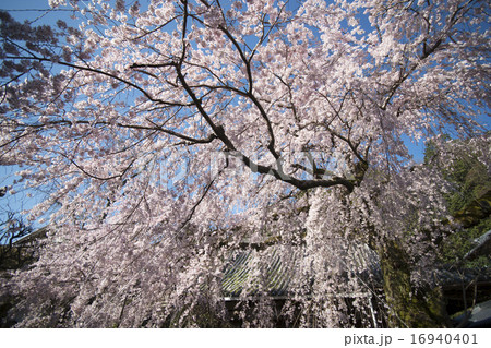 画面一杯の桜 画面一杯の桜 16940401