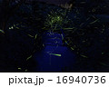 小川に舞う蛍 16940736
