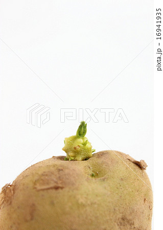ジャガイモ ジャガイモ 16941935
