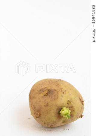 ジャガイモ 16941938