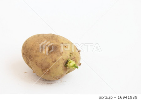 ジャガイモ ジャガイモ 16941939
