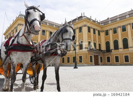 horse carriage near Schonbrunn  palace 16942184