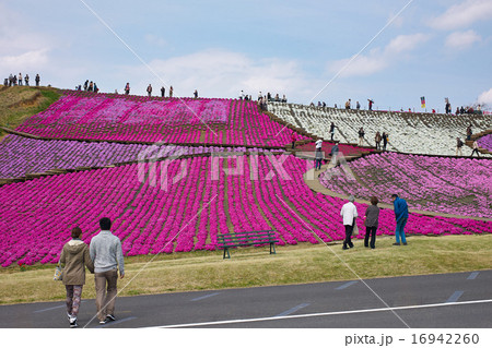 東京ドイツ村の芝桜 会場中心部 千葉県袖ヶ浦市 の写真素材