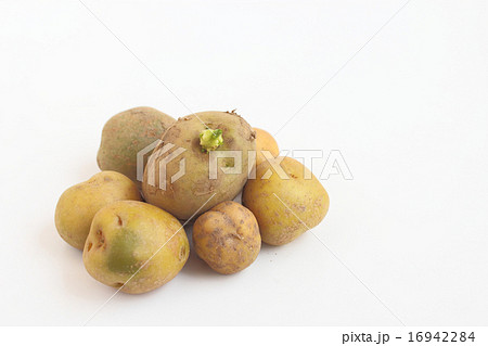 ジャガイモ 16942284