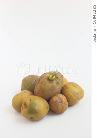 ジャガイモ ジャガイモ 16942285