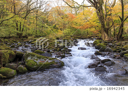 尚仁沢湧水の秋　11月　シャープ 16942345