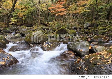 栃木県塩谷町　尚仁沢湧水の秋　11月　シャープ 16942347