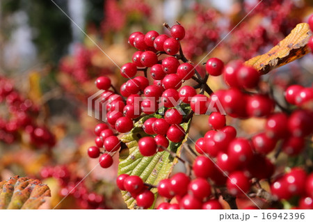 ガマズミの実 11月 ガマズミの実 11月 16942396