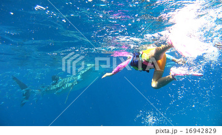 フィリピン　ジンベイザメと子供 16942829