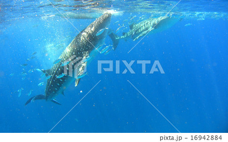 フィリピン　ジンベイザメ　サメ 16942884