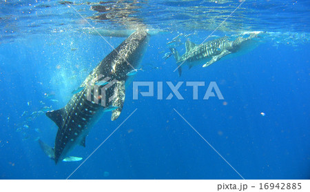 フィリピン ジンベイザメ サメ フィリピン ジンベイザメ サメ 16942885