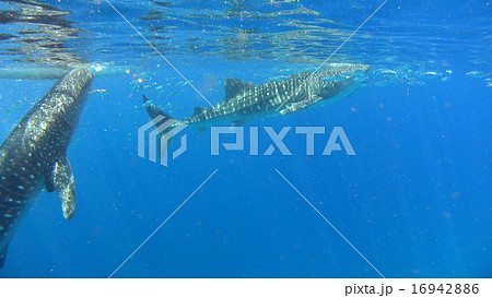 フィリピン ジンベイザメ サメ フィリピン ジンベイザメ サメ 16942886