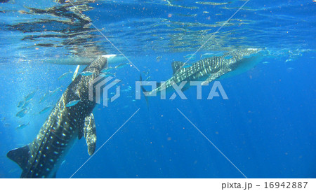 フィリピン ジンベイザメ サメ フィリピン ジンベイザメ サメ 16942887