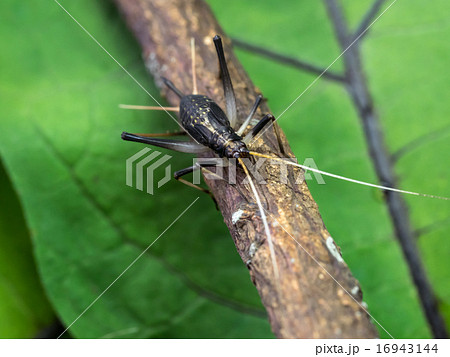 鈴虫の雌 16943144