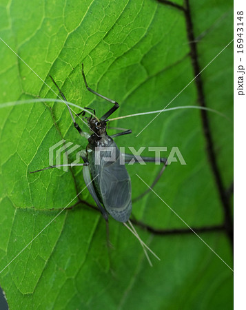 羽化直後のまだ翅の白い鈴虫 16943148