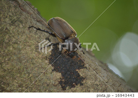 カブトムシ 16943443