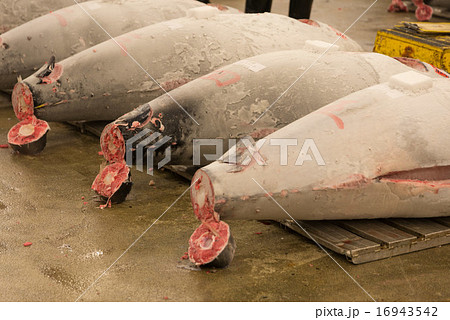 築地　競り　マグロ 16943542