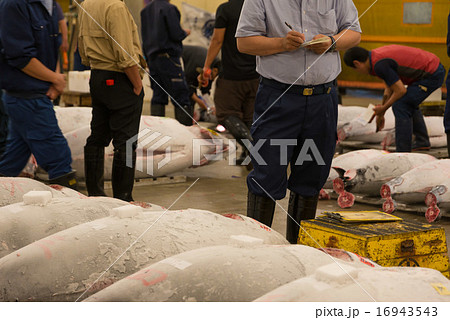 築地　競り　マグロ 16943543