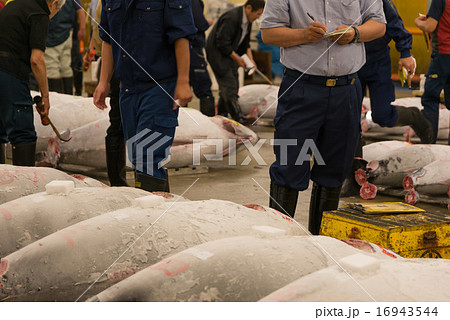 築地 競り マグロ 築地 競り マグロ 16943544