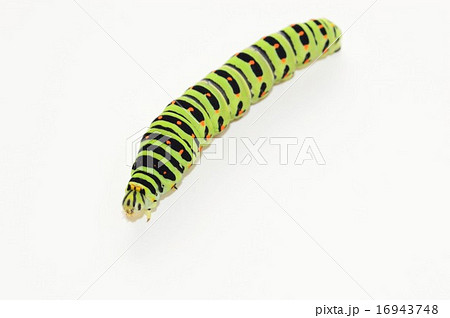 キアゲハの幼虫　白背景 16943748