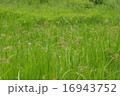 夏草 16943752