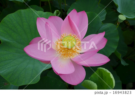 行田蓮(古代蓮) 行田蓮(古代蓮) 16943823