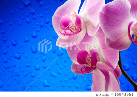 Lilac orchids Lilac orchids 16943961