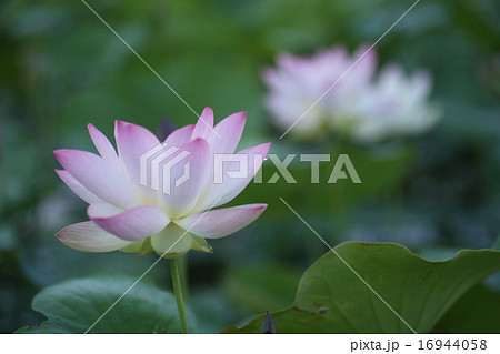 ハスの花　 16944058