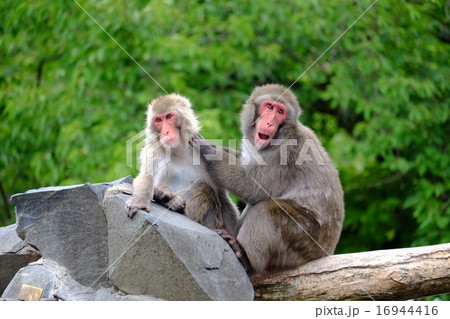 サル２匹 16944416