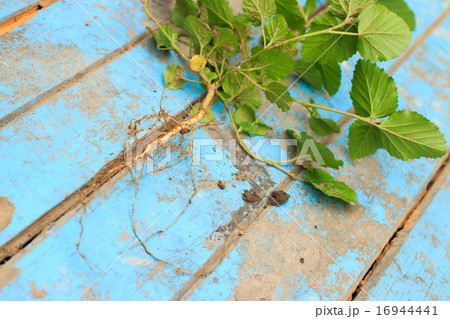 Nature weed with root and soil on old blue wooden Nature weed with root and soil on old blue wooden 16944441