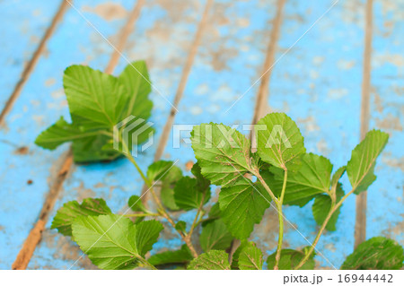 Nature weed with root and soil on old blue wooden Nature weed with root and soil on old blue wooden 16944442