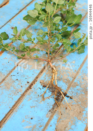 Nature weed with root and soil  on old blue wooden 16944446
