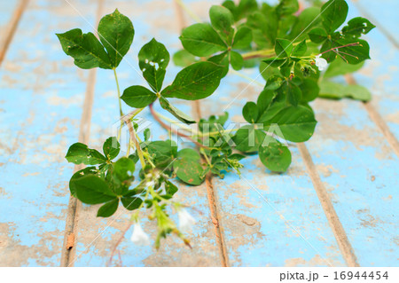 Nature weed with root and soil on old blue wooden Nature weed with root and soil on old blue wooden 16944454