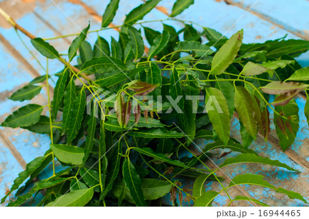 Nature fresh neem on old blue wooden Nature fresh neem on old blue wooden 16944465