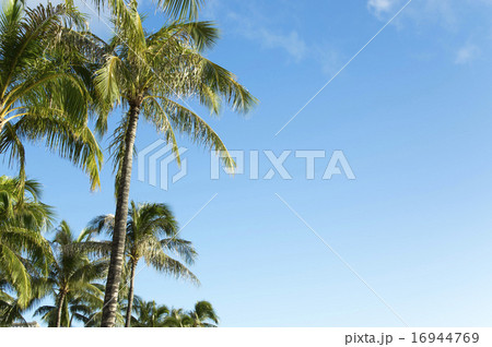 ヤシの木 16944769