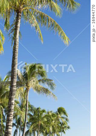 ヤシの木 ヤシの木 16944770