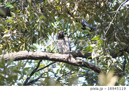 アオバズク 雛 16945119