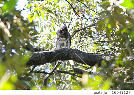 アオバズク 雛 16945127