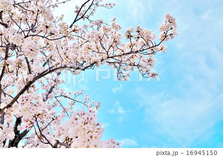 桜 桜 16945150
